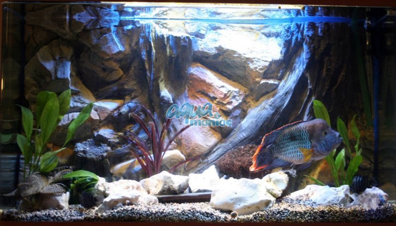 Download 5300 Koleksi Background Aquarium Custom HD Terbaru